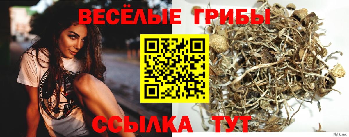 Псилоцибиновые грибы мицелий Каспийск